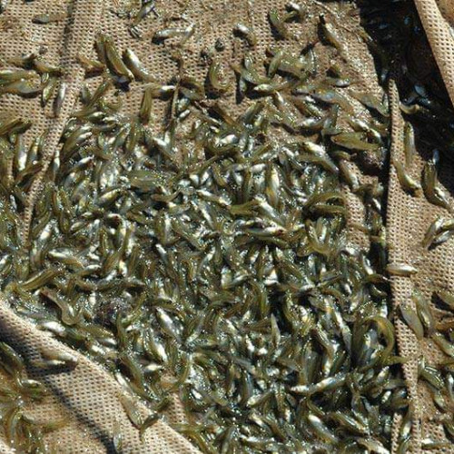 Gambusie ou gambusia poisson anti-moustique