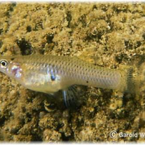 Gambusie ou gambusia poisson anti-moustique