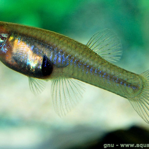 Gambusia Holbrooki