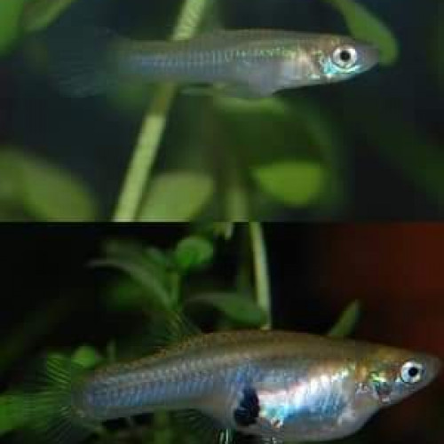 Gambusies