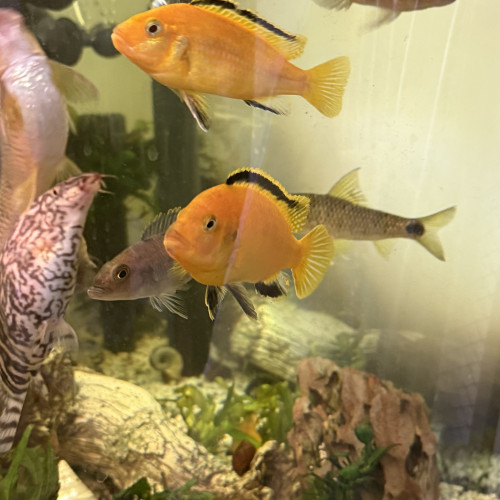 Labidochromis caeruleus