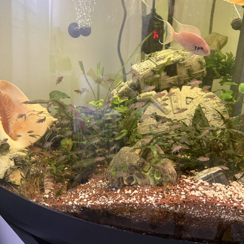 Neolamprologus brichardi