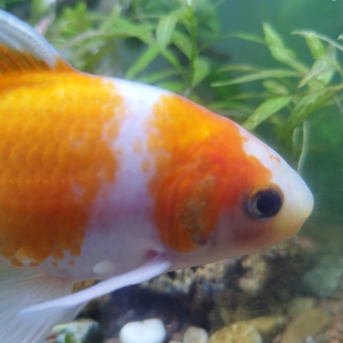 Lot de 5 Poissons Rouges et Shubunkin/Sarasa pour bassin ou très grand bac