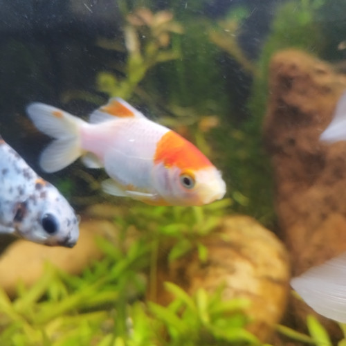 Lot de 5 Poissons Rouges et Shubunkin/Sarasa pour bassin ou très grand bac