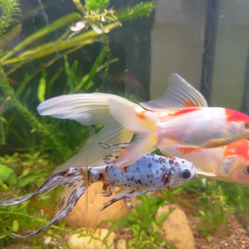 Lot de 5 Poissons Rouges et Shubunkin/Sarasa pour bassin ou très grand bac