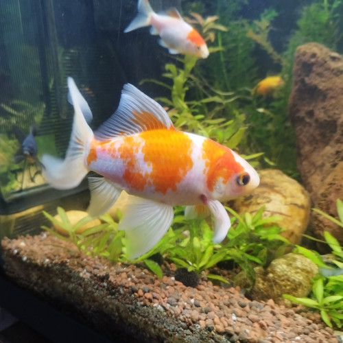 Lot de 5 Poissons Rouges et Shubunkin/Sarasa pour bassin ou très grand bac