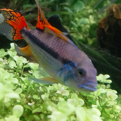 Apistogramma cacatuoides couple