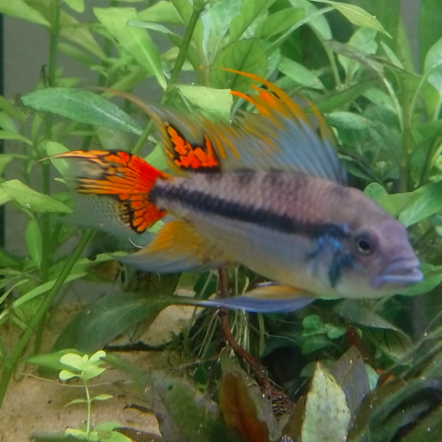 Apistogramma cacatuoides couple