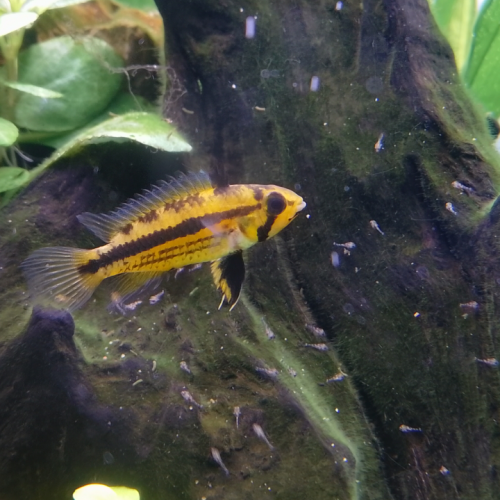 Apistogramma cacatuoides couple