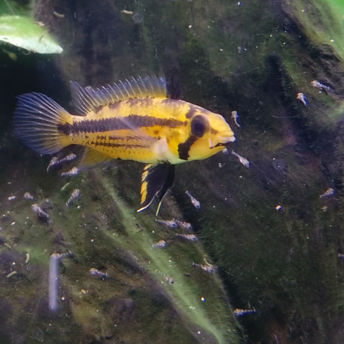 Apistogramma cacatuoides couple