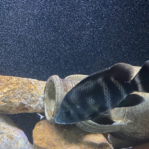 Heterotilapia buttikoferi
