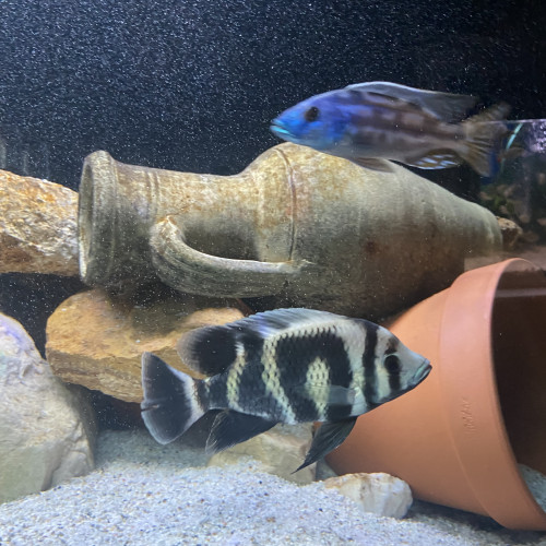 Heterotilapia buttikoferi