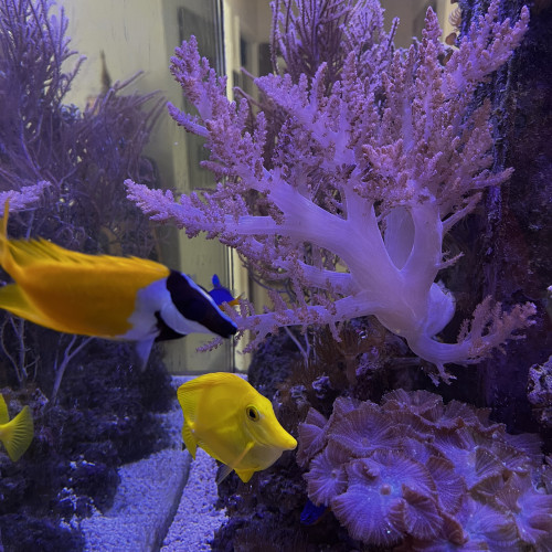 Aquarium complet eau de mer