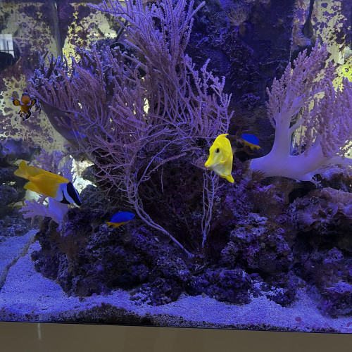 Aquarium complet eau de mer