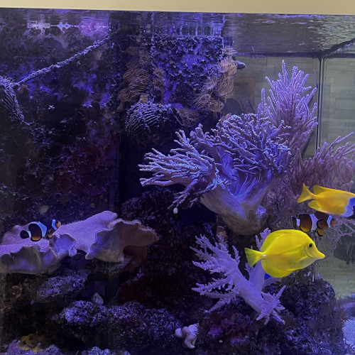 Aquarium complet eau de mer