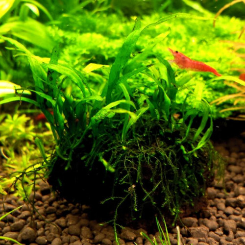 Lot de 3 pieds / Petite plante Microsorum Pteropus pour aquarium