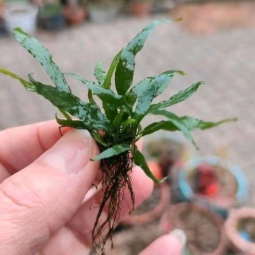 Lot de 3 pieds / Petite plante Microsorum Pteropus pour aquarium