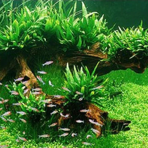 Lot de 3 pieds / Petite plante Microsorum Pteropus pour aquarium