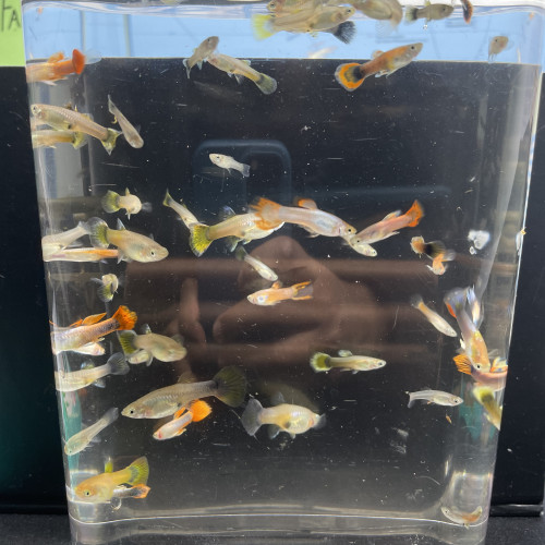 Lots de poissons Guppys (adultes et alevins) – Idéal débutant
