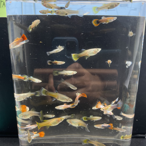 Lots de poissons Guppys (adultes et alevins) – Idéal débutant
