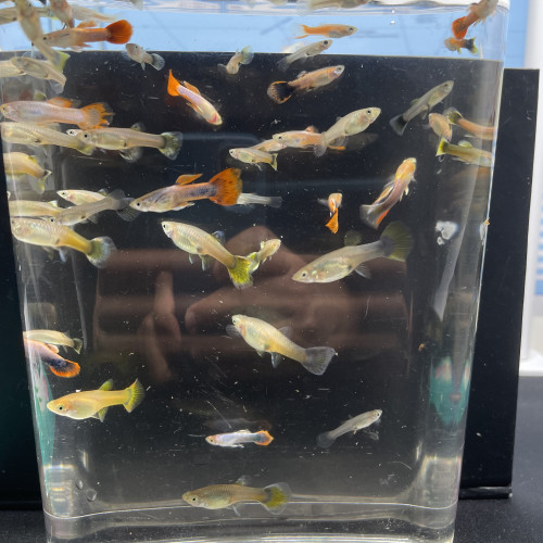 Lots de poissons Guppys (adultes et alevins) – Idéal débutant