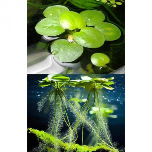 Lot de Limnobium laevigatum/Plantes de surface/ grenouillettes pour aquarium