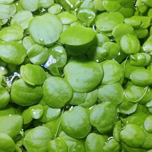 Lot de Limnobium laevigatum/Plantes de surface/ grenouillettes pour aquarium
