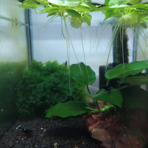 Lot de Limnobium laevigatum/Plantes de surface/ grenouillettes pour aquarium