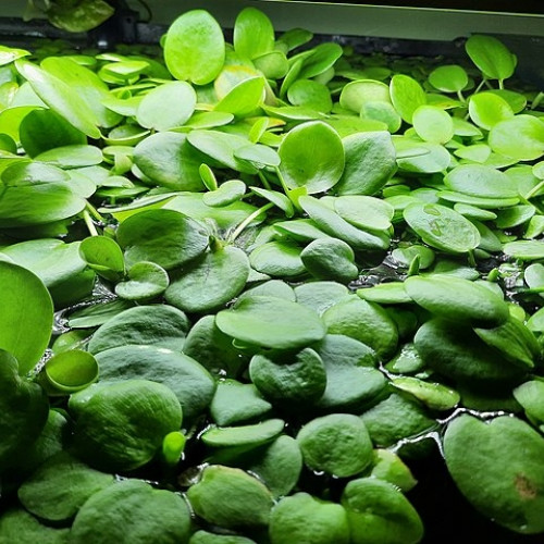 Lot de Limnobium laevigatum/Plantes de surface/ grenouillettes pour aquarium