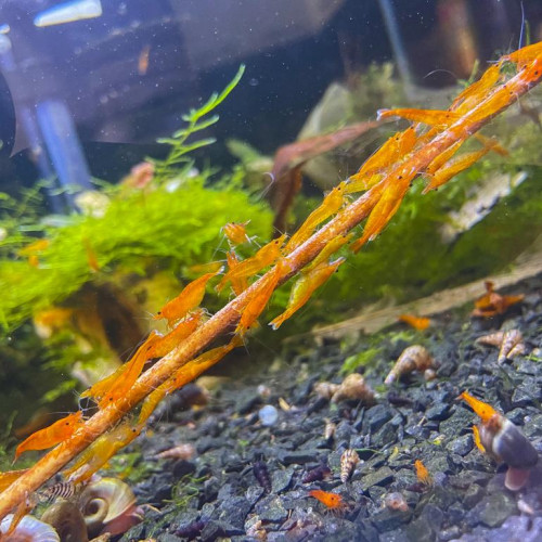 CREVETTE SAKURA ORANGE