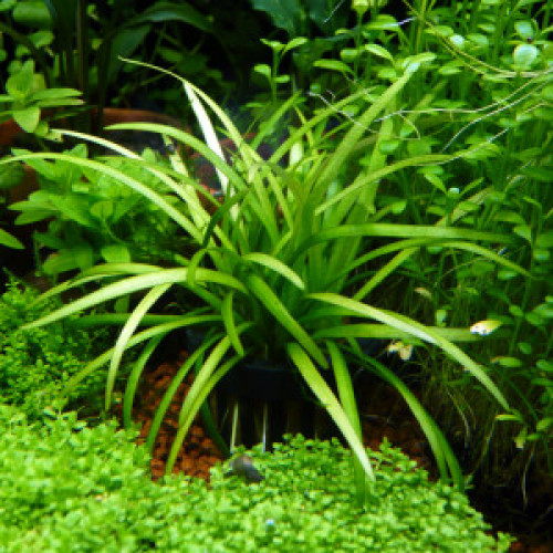 Plantes Sagitarria Subulata