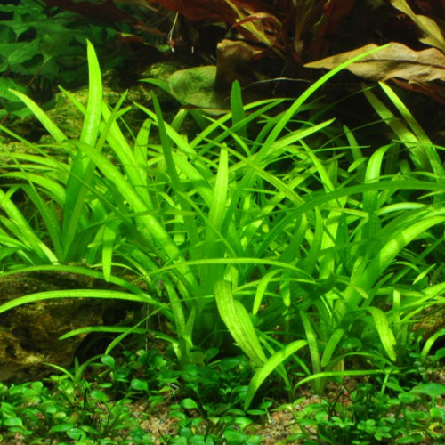 Plantes Sagitarria Subulata