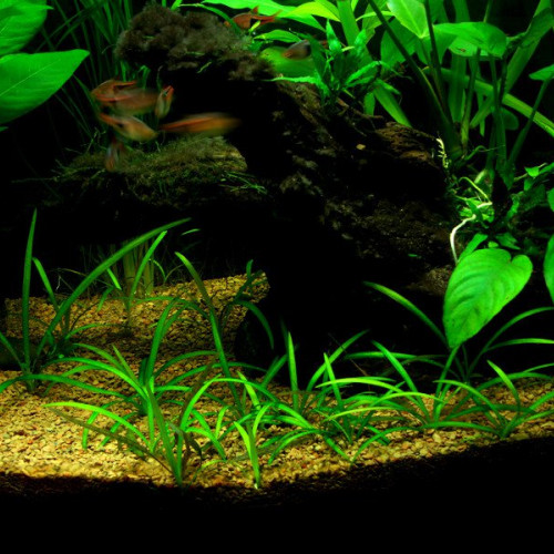 Plantes Sagitarria Subulata