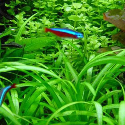 Plantes Sagitarria Subulata