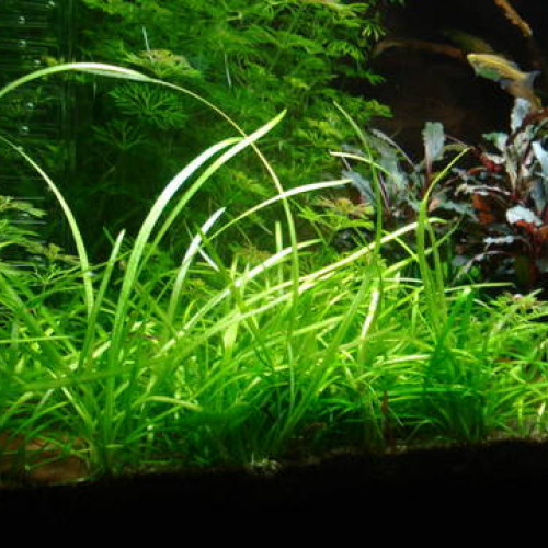 Plantes Sagitarria Subulata