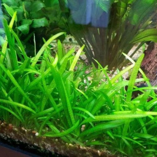 Plantes Sagitarria Subulata