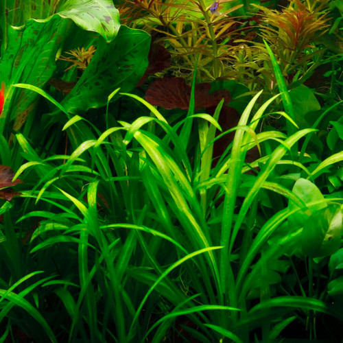 Plantes Sagitarria Subulata