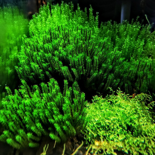 Plante aquarium / Mousse Rare Moss