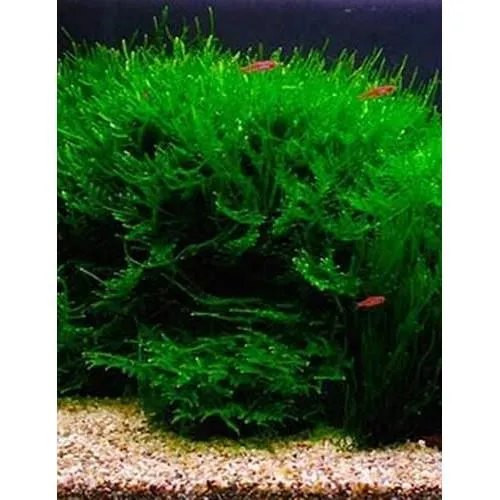 Plante aquarium / Mousse de Java