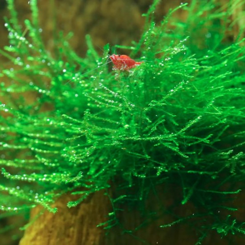 Plante aquarium / Mousse de Java