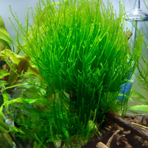 Plante aquarium / Mousse de Java