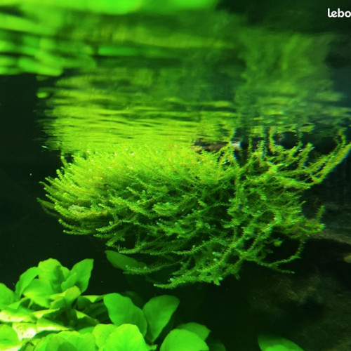 Plante aquarium / Mousse de Java