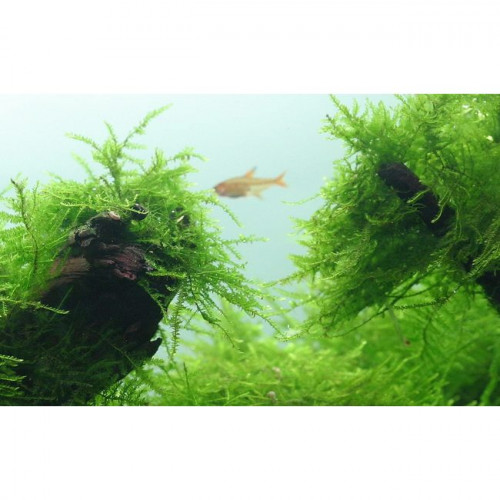 Plante aquarium / Mousse de Java