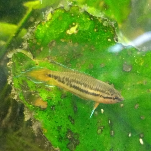 Poisson pseudosphromenus dayi (macropode de day)