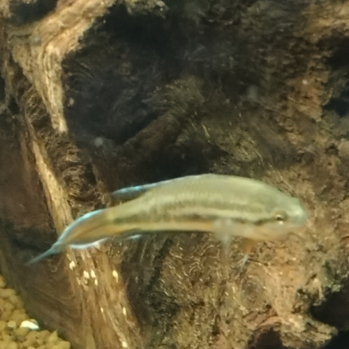 Poisson pseudosphromenus dayi (macropode de day)