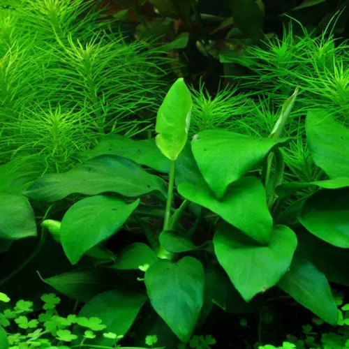 Divers pieds de plantes d'Anubias pour aquarium