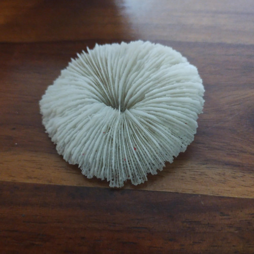 Décors avec épave de bateau pour aquarium / crevettes / poissons