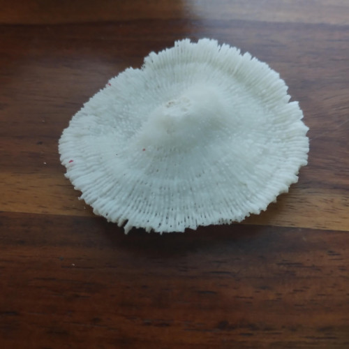 Décors avec épave de bateau pour aquarium / crevettes / poissons