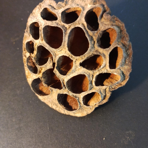 Cosse de Lotus et amphore pour aquarium / Crevettes
