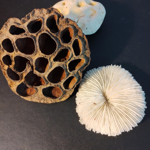 Cosse de Lotus et amphore pour aquarium / Crevettes